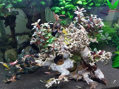 Cây Bucep được trồng trên gỗ lũa Cây Bucep được trồng trên gỗ lũa