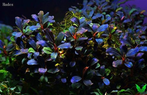 Cây Bucep màu xanh đậm Cây Bucep màu xanh đậm