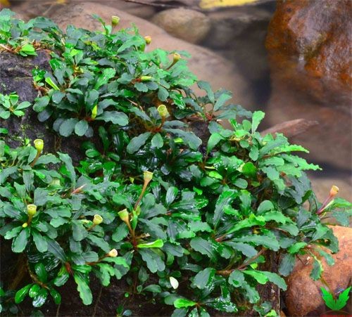 Cây Bucep tren cạn ở đảo Borneo Indo Cây Bucep tren cạn ở đảo Borneo Indo