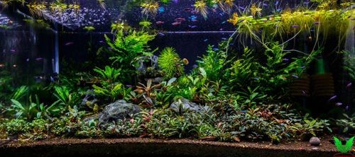 Cây Bucep trong hồ thủy sinh Cây Bucep trong hồ thủy sinh
