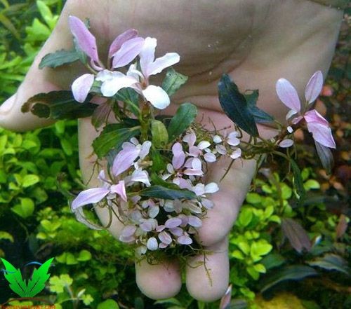 Cây Bucep màu hồng Cây Bucep màu hồng