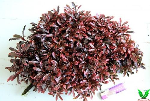 Cây Bucep màu đỏ thẫm Cây Bucep màu đỏ thẫm