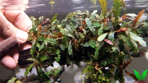 Cây thủy sinh Bucep - Bucephalandra Cây thủy sinh Bucep - Bucephalandra
