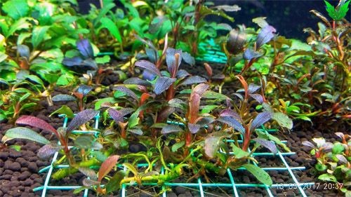 Cây Bucep được bó lên giá thể Cây Bucep được bó lên giá thể