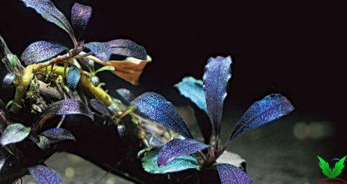 Cây Bucep màu xanh tím Cây Bucep màu xanh tím