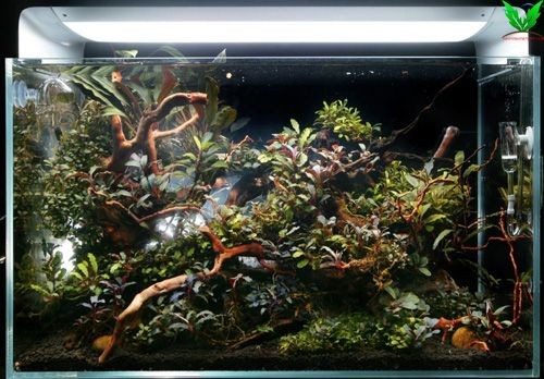 Cây Bucep trong hồ thủy sinh Cây Bucep trong hồ thủy sinh