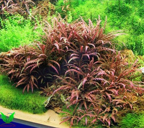 Hình ảnh cây thủy sinh Liễu Răng Cưa Hình ảnh cây thủy sinh Liễu Răng Cưa