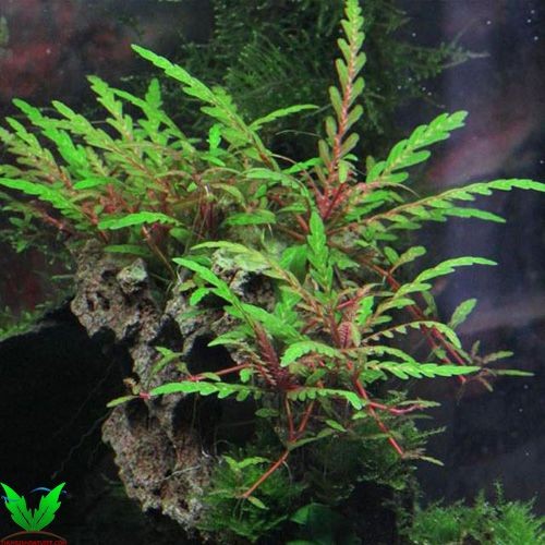 Cây thủy sinh Liễu Răng Cưa Cây thủy sinh Liễu Răng Cưa