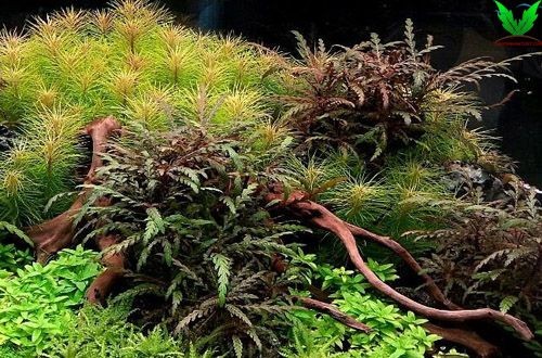 Hình ảnh cây thủy sinh Liễu Răng Cưa trong hồ Hình ảnh cây thủy sinh Liễu Răng Cưa trong hồ