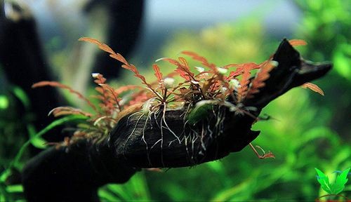 Cây Liễu Răng Cưa trồng trên lũa Cây Liễu Răng Cưa trồng trên lũa