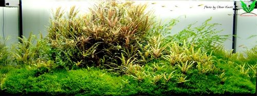 Hình ảnh cây thủy sinh Liễu Răng Cưa trong hồ Hình ảnh cây thủy sinh Liễu Răng Cưa trong hồ