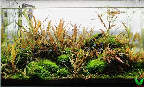 Hình ảnh cây thủy sinh Liễu Răng Cưa Hình ảnh cây thủy sinh Liễu Răng Cưa