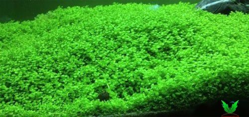 Cây Trân Châu Ngọc Trai dùng trải nền hồ thủy sinh Cây Trân Châu Ngọc Trai dùng trải nền hồ thủy sinh