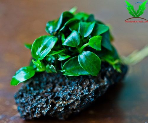 Ráy Nana Petite trên đá Ráy Nana Petite trên đá