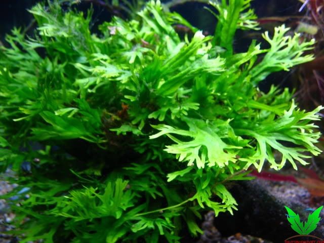 Dương Xỉ Sừng Hưu ra cây con rất đẹp Dương Xỉ Sừng Hưu ra cây con rất đẹp