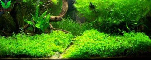 Sau một tháng là cây Đàn Thảo xanh hết nền Sau một tháng là cây Đàn Thảo xanh hết nền