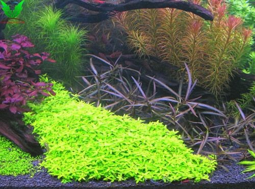 hình ảnh cây Đàn Thảo trong hồ thủy sinh hình ảnh cây Đàn Thảo trong hồ thủy sinh