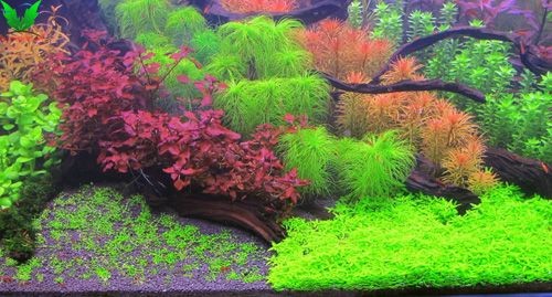 hình ảnh cây Đàn Thảo trong hồ thủy sinh - h2 hình ảnh cây Đàn Thảo trong hồ thủy sinh - h2