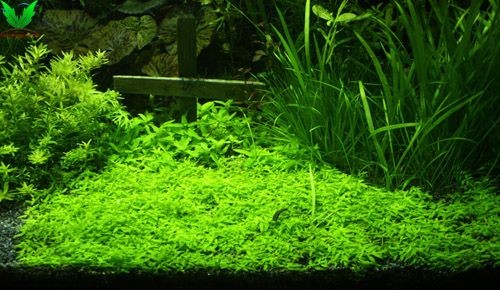 hình ảnh cây Đàn Thảo trong hồ thủy sinh - h3 hình ảnh cây Đàn Thảo trong hồ thủy sinh - h3