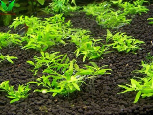 Trồng Cây Đàn Thảo trong hồ thủy sinh Trồng Cây Đàn Thảo trong hồ thủy sinh