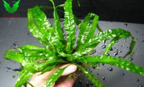 cây thủy sinh dương xỉ Java cây thủy sinh dương xỉ Java