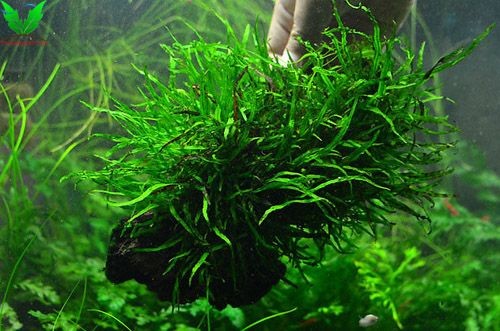 Cây thủy sinh Dương Xỉ Lá Kim Cây thủy sinh Dương Xỉ Lá Kim