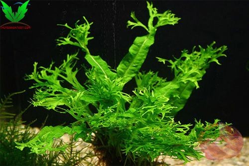 Không nên trồng dương xỉ sừng hưu dưới nền Không nên trồng dương xỉ sừng hưu dưới nền