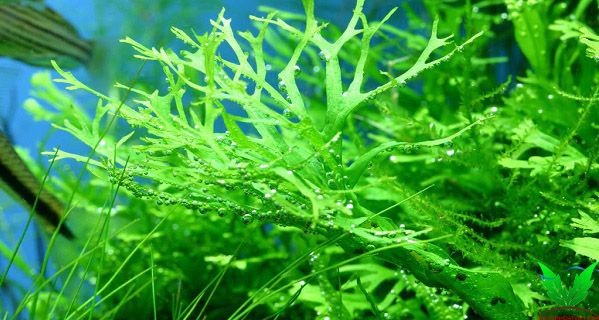 Cây Dương Xỉ Sừng Hưu xanh mướt Cây Dương Xỉ Sừng Hưu xanh mướt