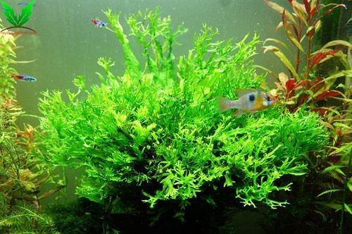 Cây thủy sinh Dương Xỉ Sừng Hưu Cây thủy sinh Dương Xỉ Sừng Hưu