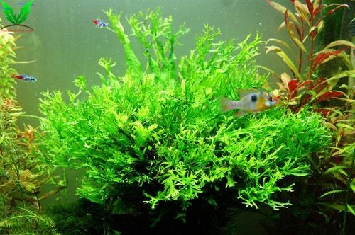 Thông tin cây dương xỉ sừng hưu Thông tin cây dương xỉ sừng hưu