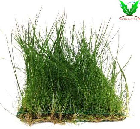 Cây Ngưu Mao Chiên Cao Cây Ngưu Mao Chiên Cao