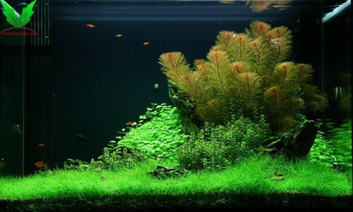 Hình cây Ngưu Mao Chiên Lùn Xòe trong hồ thủy sinh Hình cây Ngưu Mao Chiên Lùn Xòe trong hồ thủy sinh