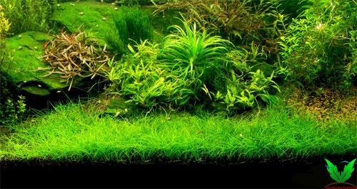 Hình cây Ngưu Mao Chiên Lùn Xòe trong hồ thủy sinh Hình cây Ngưu Mao Chiên Lùn Xòe trong hồ thủy sinh
