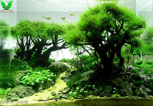 Cây Rau Má Hương dán lên đá làm bố cục hồ thủy sinh Cây Rau Má Hương dán lên đá làm bố cục hồ thủy sinh