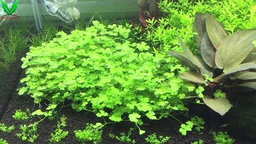 Hình dáng cây Rau Má Hương rất đẹp Hình dáng cây Rau Má Hương rất đẹp