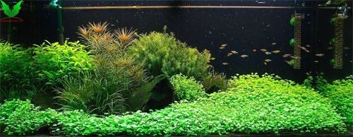 Cây Rau Má Hương dùng trải nền hồ thủy sinh Cây Rau Má Hương dùng trải nền hồ thủy sinh