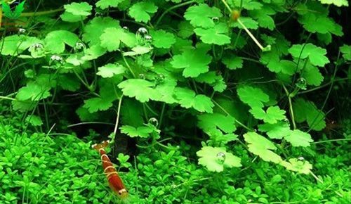 Hình cây thủy sinh Rau Má Hương Hình cây thủy sinh Rau Má Hương