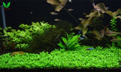 Cây Rau Thơm có thể bò sát nền hồ thủy sinh Cây Rau Thơm có thể bò sát nền hồ thủy sinh