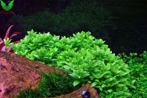 Cây Rau Thơm đẹp trong hồ thủy sinh Cây Rau Thơm đẹp trong hồ thủy sinh