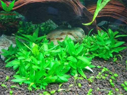 Cây Rau Thơm trong hồ thủy sinh Cây Rau Thơm trong hồ thủy sinh