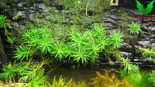 Cây Sao Nhỏ có thể trồng bán cạn Cây Sao Nhỏ có thể trồng bán cạn