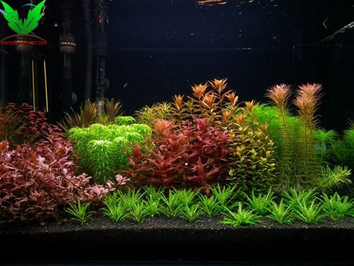 Cây Sao Nhỏ trong hồ thủy sinh Cây Sao Nhỏ trong hồ thủy sinh