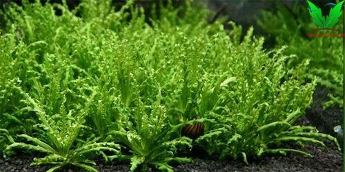 Cây Sao Nhỏ rất dễ trồng Cây Sao Nhỏ rất dễ trồng