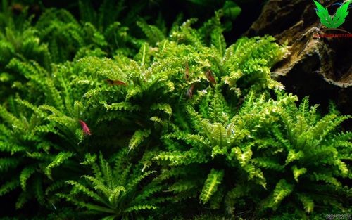 Cây Sao Nhỏ có thể trồng trên giá thể như lũa , đá Cây Sao Nhỏ có thể trồng trên giá thể như lũa , đá