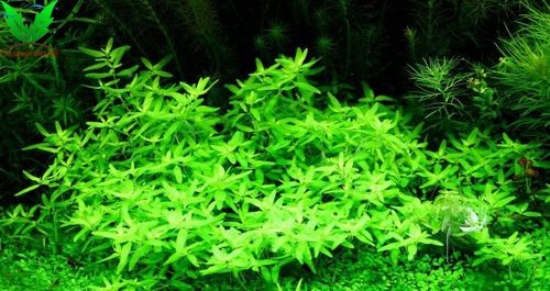 Hình ảnh cây Đàn Thảo thủy sinh Hình ảnh cây Đàn Thảo thủy sinh