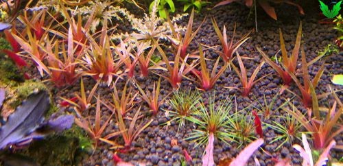 Cách nhân giống dùi trống ấn độ Cách nhân giống dùi trống ấn độ