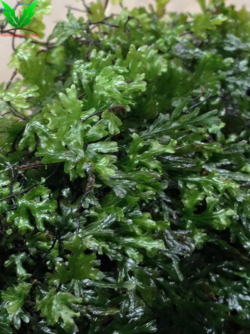 Cây thủy sinh Dương Xỉ lá nho Cây thủy sinh Dương Xỉ lá nho