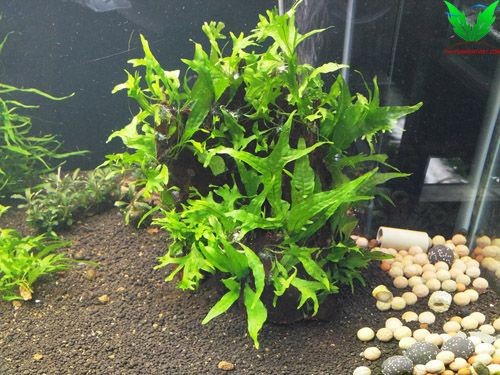 Cây thủy sinh Dương Xỉ Thor Cây thủy sinh Dương Xỉ Thor