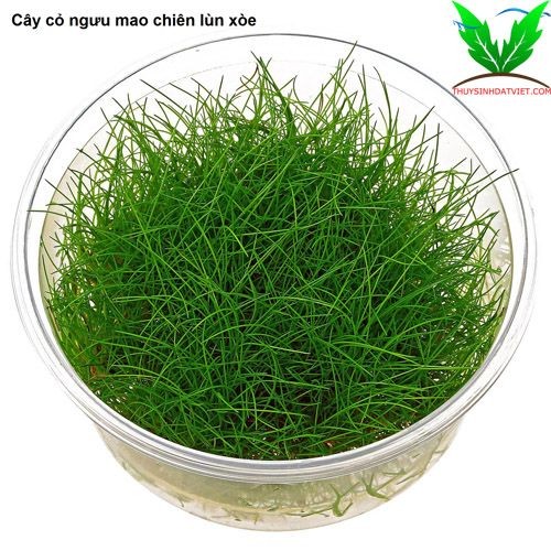 Hình ảnh cây Ngưu Mao Chiên lùn xòe Hình ảnh cây Ngưu Mao Chiên lùn xòe