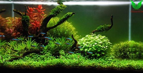 Cây Rau Má Hương làm trung cảnh trong hồ thủy sinh Cây Rau Má Hương làm trung cảnh trong hồ thủy sinh